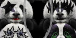 Boxer Fantaisie Freegun Panda Star