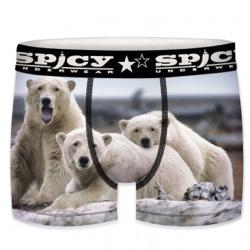 Boxer Spicy Ours