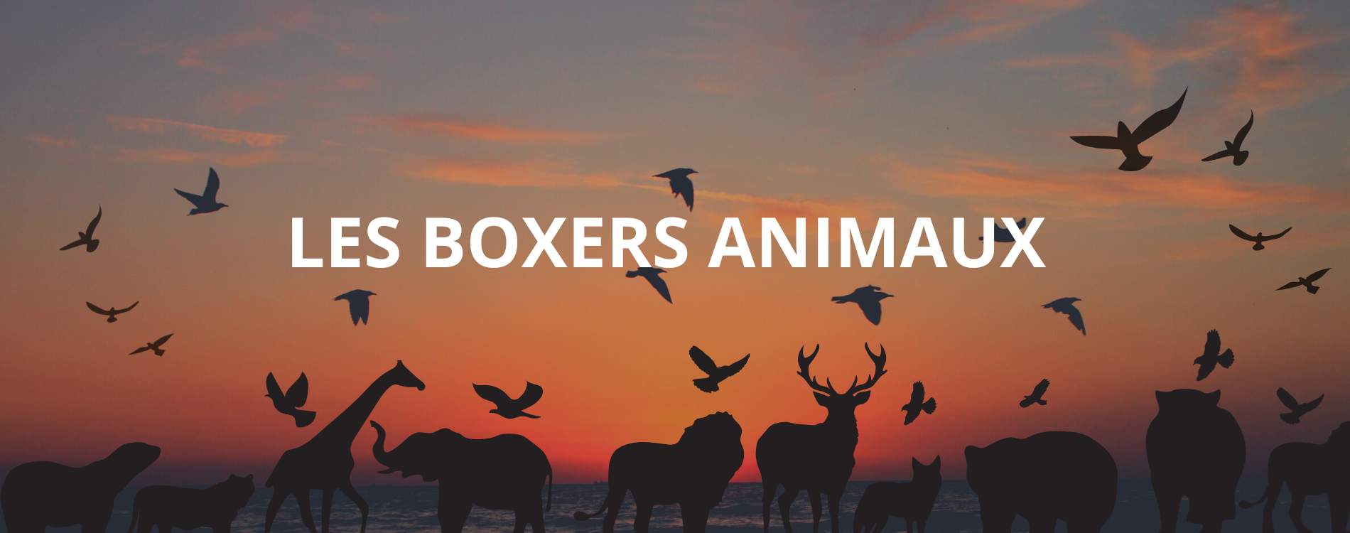 Boxer pokemon Freegun