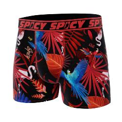 Boxer Spicy |Perroquets |&#129436;