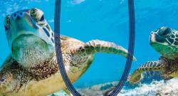 Boxer Fantaisie Freegun Tortue