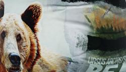 Boxer Freegun | Motif Bear