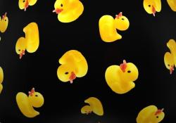 Boxer Freegun |  Coin coin Origine 🦆