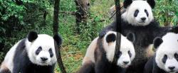 Boxer Fantaisie Freegun Panda new