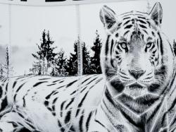Boxer Crazyboxer | Tigre Blanc ⛄